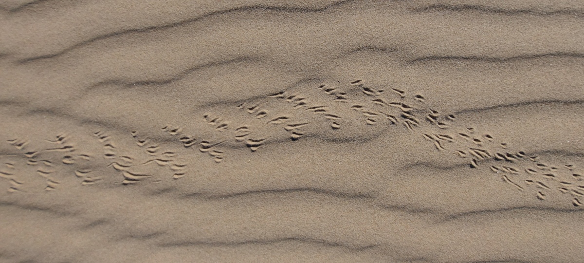 track in sand